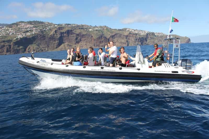 Billet Au départ de Funchal : Aventure avec les baleines et les dauphins