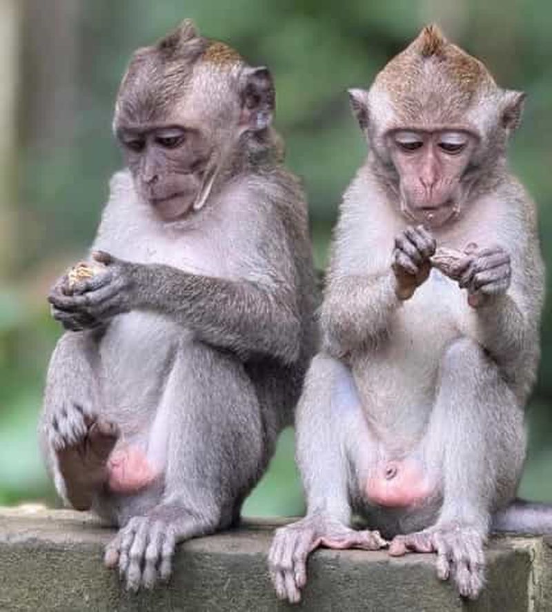 Billet Rivière aux singes, marché d'Ubud, cascade et village d'art