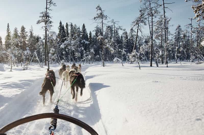 Billet Rovaniemi : Balade en Husky dans le village du Père Noël