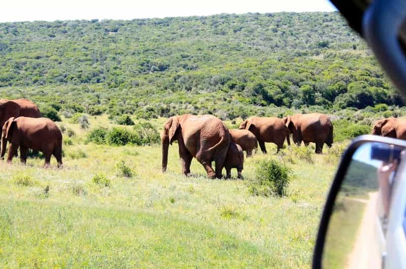 Billet Au départ du Cap : 5 jours pour découvrir le meilleur de la Garden Route et safari à Addo