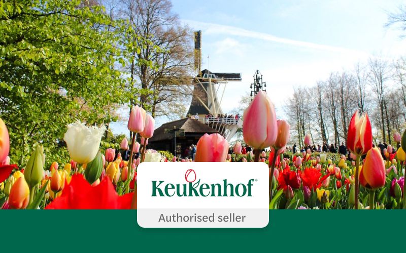 Billet Depuis Amsterdam : Excursion d'une journée à Keukenhof et à la ferme des tulipes avec croisière sur les moulins à vent