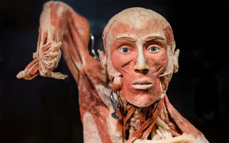 Billet Body Worlds Amsterdam : The Happiness Project Billets coupe-file