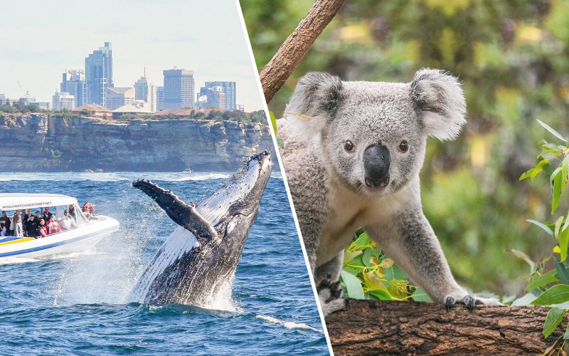 Billet Combo : Croisière d'observation des baleines à Sydney + Billets pour le Zoo de Taronga de Sydney