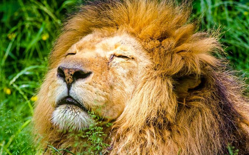 Billet Billets d'entrée au zoo de Cracovie avec navettes de/vers l'hôtel