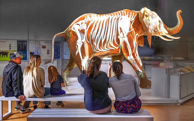 Billet Billets pour le Musée américain d'histoire naturelle + 1 billet pour une exposition