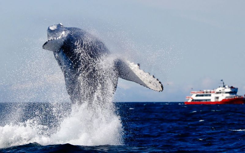 Billet Reykjavik : Excursion originale de 3 h pour observer les baleines