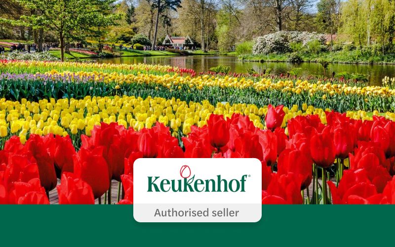 Billet Depuis Amsterdam : Visite guidée du Keukenhof avec navettes aller-retour