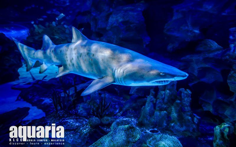 Billet Combo : Billets pour Aquaria KLCC et le parc à thème Berjaya Times Square