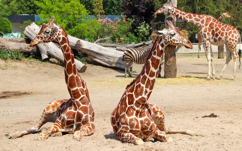 Billet Billets pour le zoo de Wroclaw en ligne directe