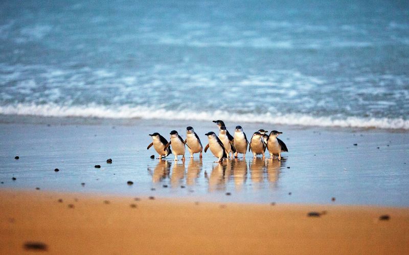 Billet Billets pour la Parade des pingouins des Phillip Island Nature Parks