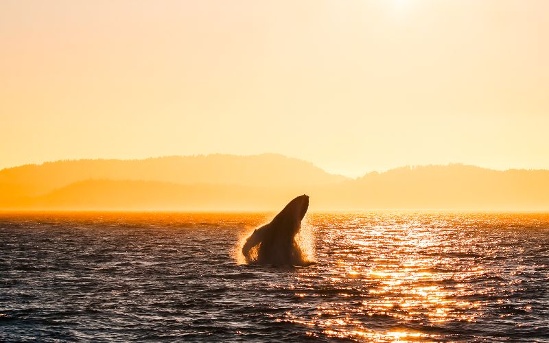 Billet Visite d'observation des baleines au coucher du soleil à Vancouver