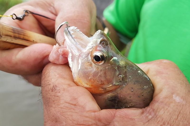 Billet Excursion de pêche sur le fleuve Solimões au départ de Manaus