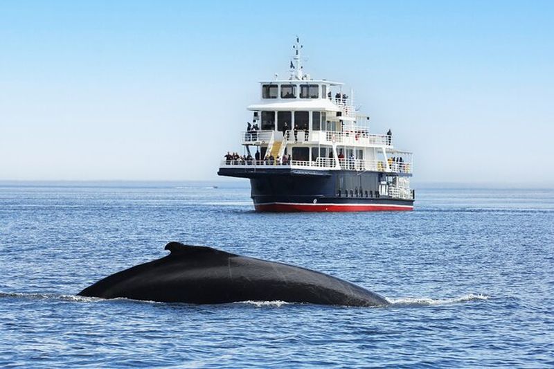Billet Excursion en bateau pour l'observation des baleines à Tadoussac