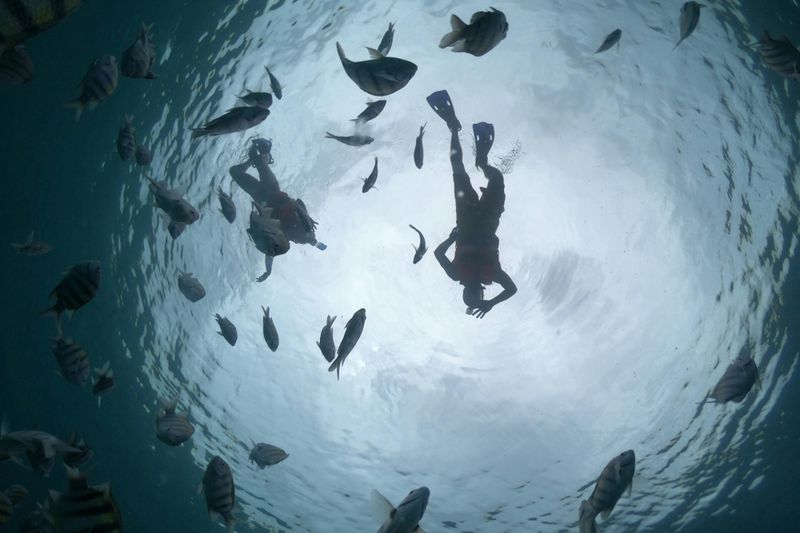 Billet Balade en bateau à fond de verre et snorkeling à Cozumel
