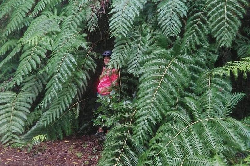 Billet Randonnée dans le Parc National de Garajonay à La Gomera