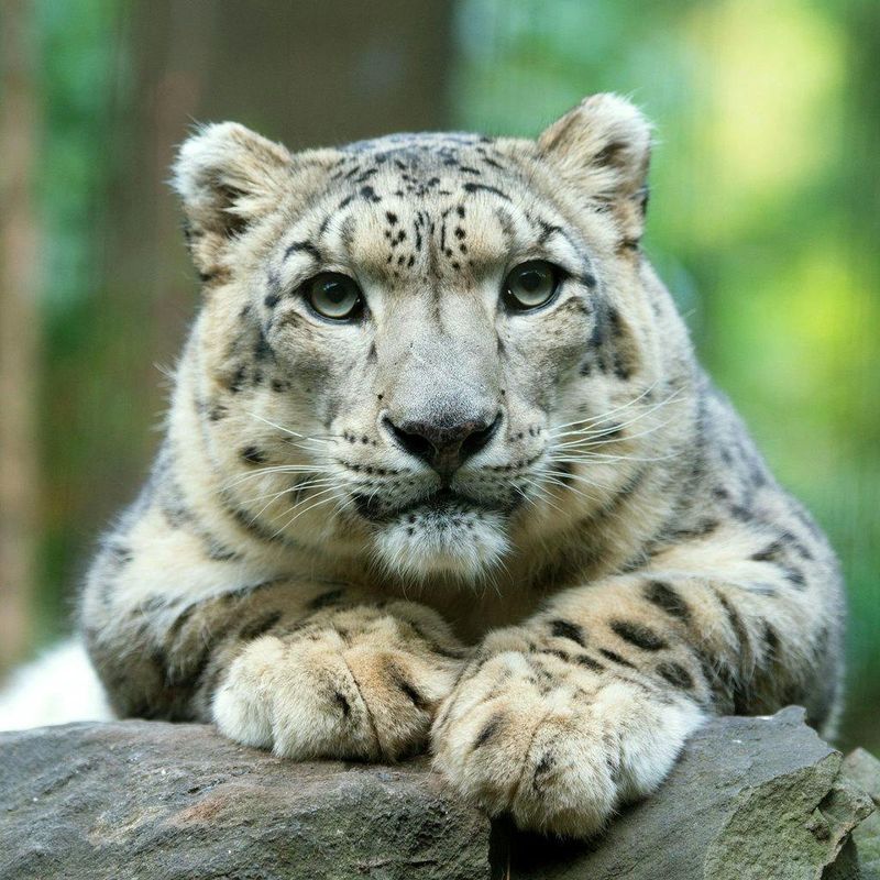 Billet Billets pour le zoo de Central Park