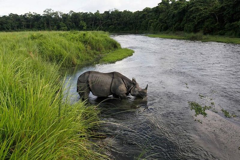 Billet Excursion de 3 jours au Parc National de Chitwan depuis Katmandou