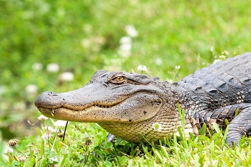 Billet Balade en bateau dans le Parc National Jean Lafitte à la Nouvelle-Orléans
