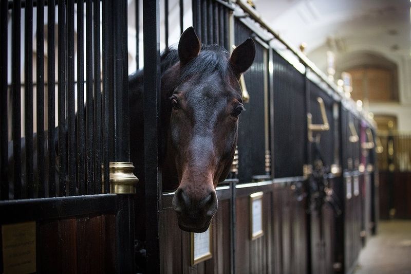 Billet Visite guidée de l’École d’Équitation Espagnole à Vienne