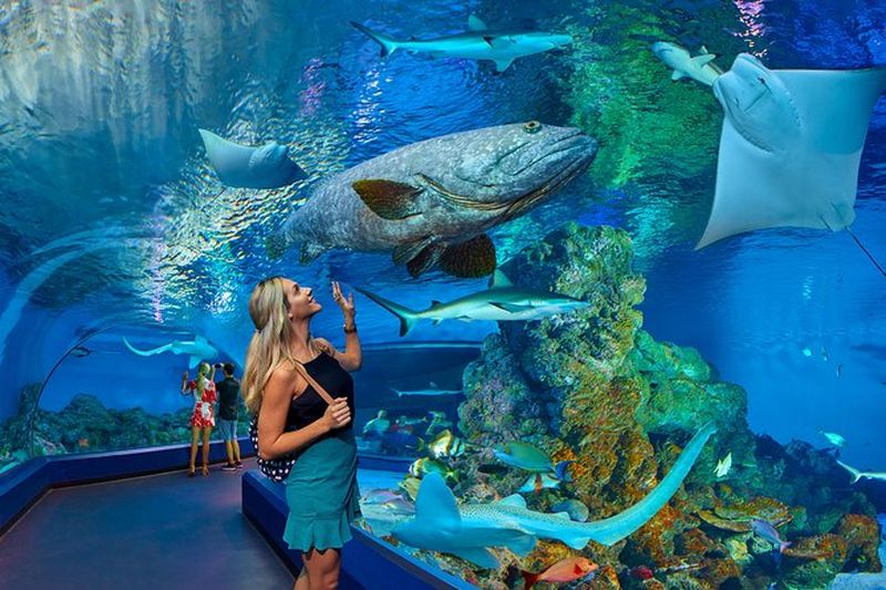 Billet Billets pour l'aquarium de Cairns