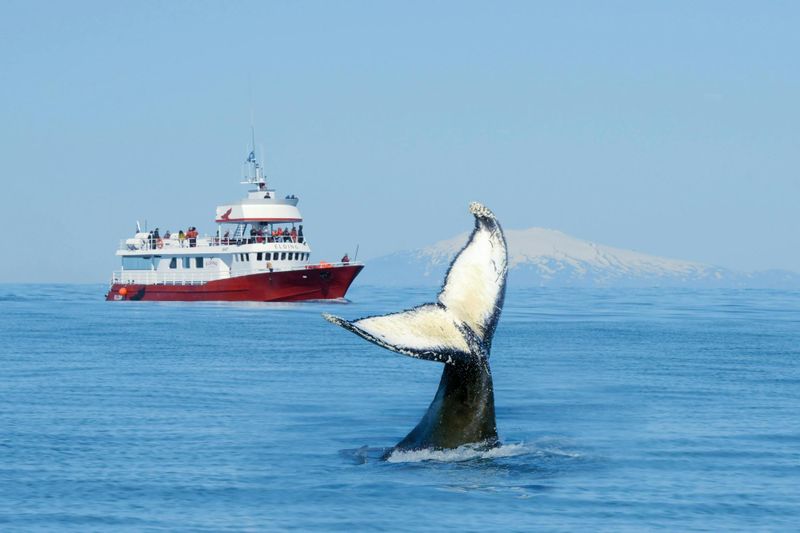 Billet Excursion classique d'observation des baleines à Reykjavik