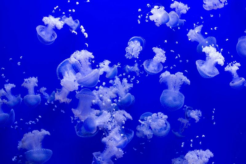 Billet Billets pour l'aquarium de Séville