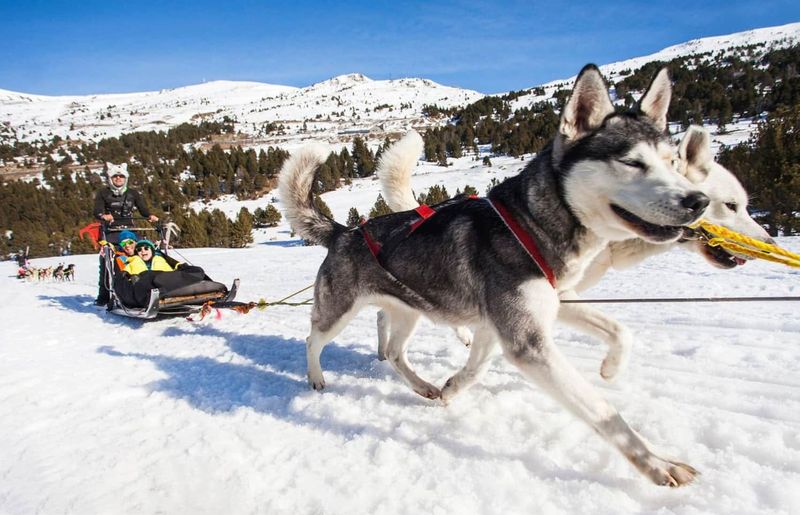 Billet Expérience de promenade en traîneau à huskies à El Tarter