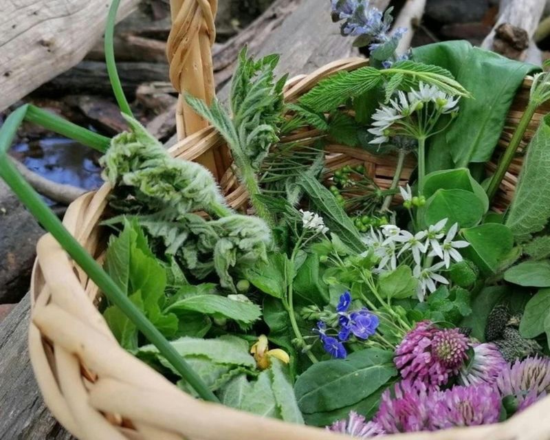 Billet Promenade guidée à la recherche de plantes sauvages à Baden-Baden