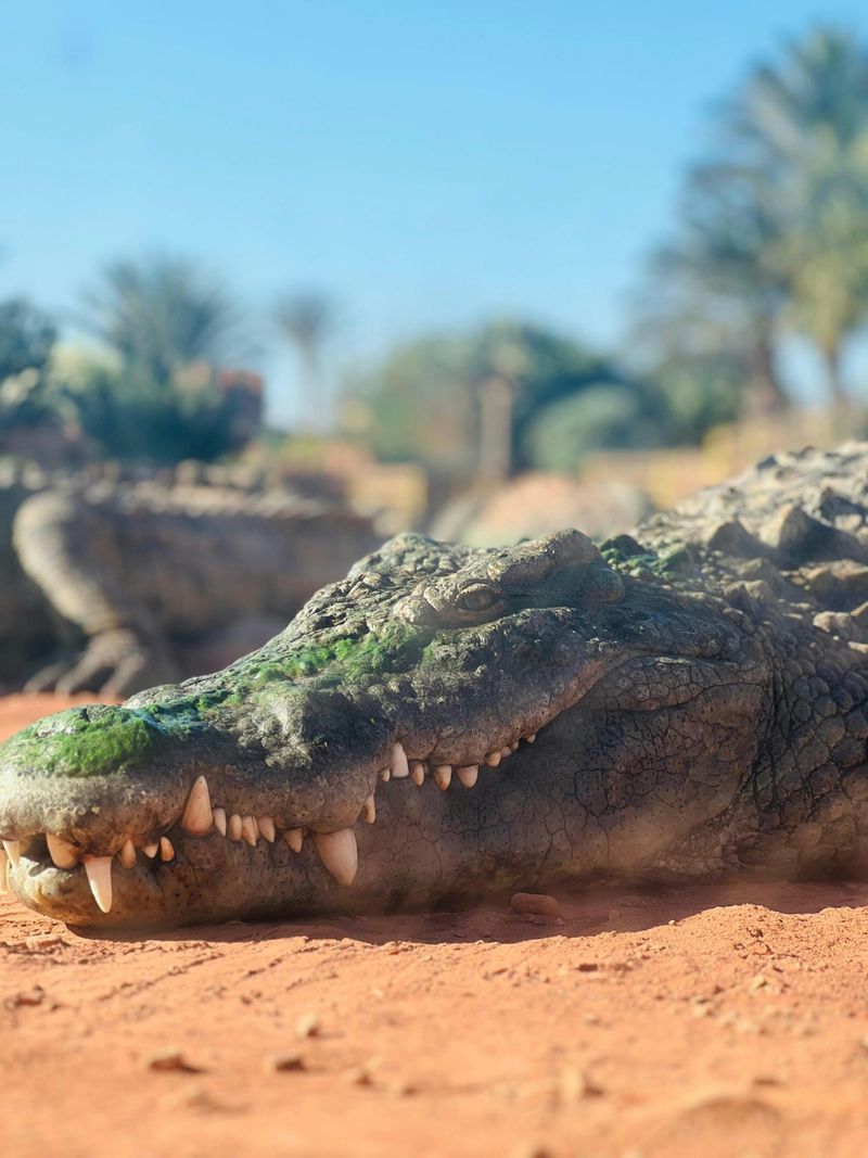 Billet Entrée du Crocopark d'Agadir et vue sur le coucher de soleil en téléphérique