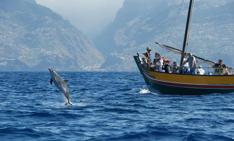 Billet Observation des baleines à bord d'un voilier traditionnel à Madère