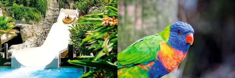 Billet Loro Parque + Siam Park : billet double