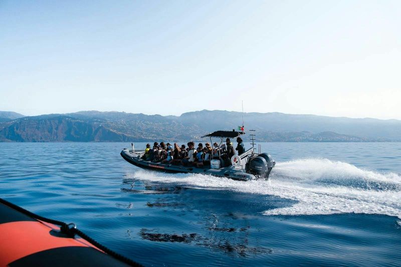 Billet Billet - Excursion en hors-bord d'observation des dauphins et des baleines