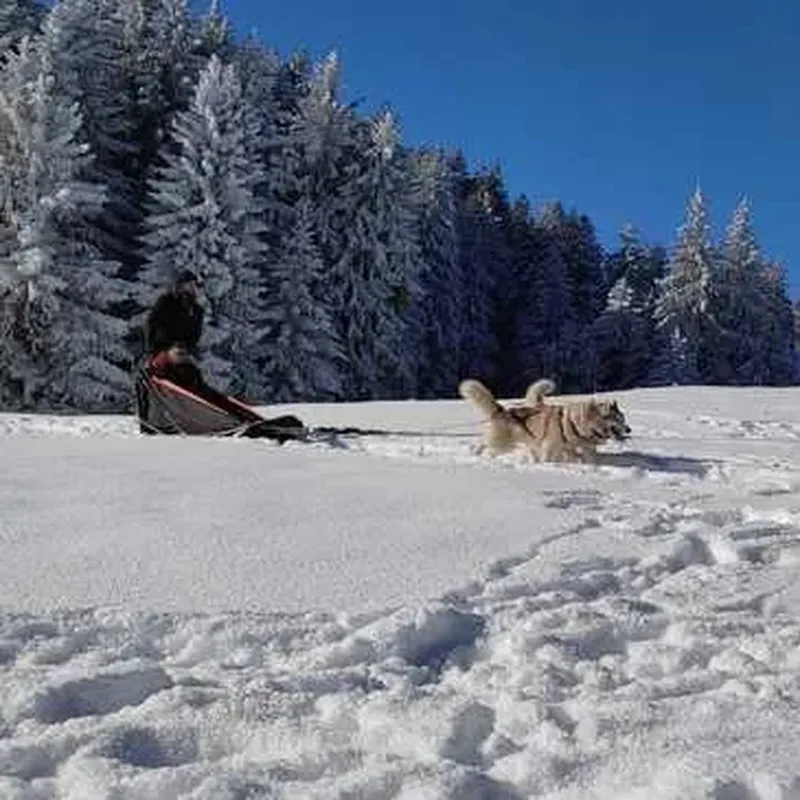 Billet Balade en Chiens de Traîneau près de Valence