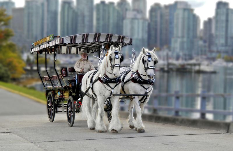 Billet Vancouver : Visite guidée du parc Stanley, tirée par des chevaux
