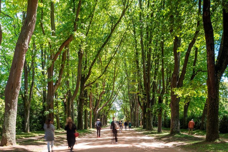 Billet Parc de Serralves : Billet d'entrée et promenade dans les arbres