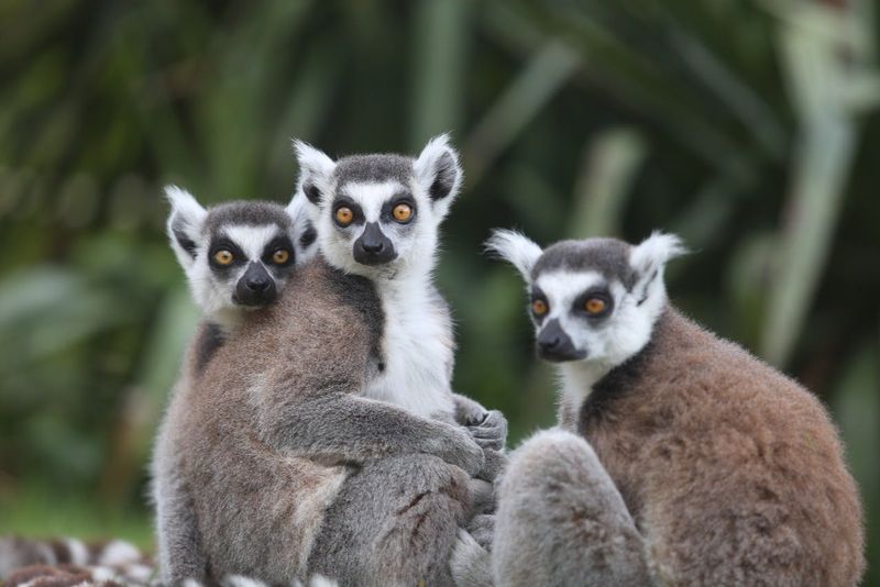 Billet Zoo de Champrépus : Billet d'entrée