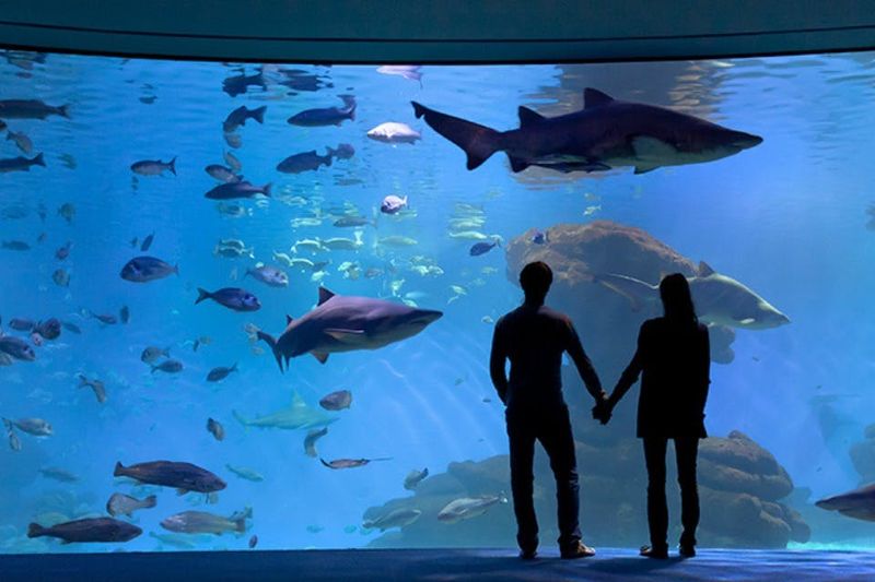 Billet Palma Aquarium : Billet coupe-file + Cinéma 3D Aquadome en option