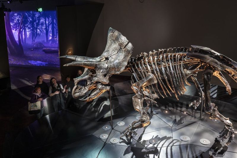 Billet Musée de Melbourne : Visite guidée de la maison des dinosaures