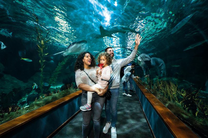 Billet Loro Parque : Billet d'entrée