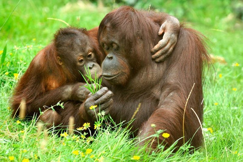Billet Zoo et aquarium de Cologne: Billet d'entrée