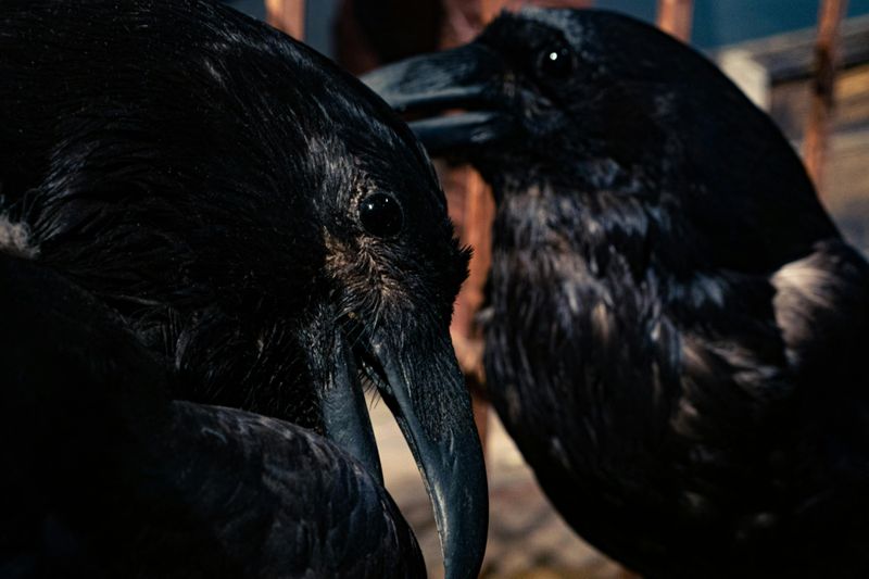 Billet Musée Saga: Billet d'entrée