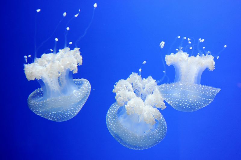 Billet Aquarium de Gênes : Billet d'entrée + Expérience alimentaire