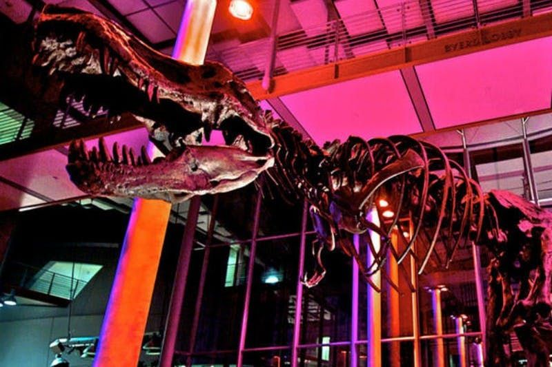 Billet Académie des Sciences de Californie : Billet d'entrée pour la vie nocturne