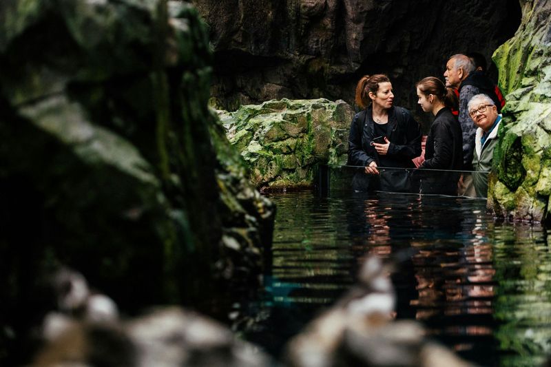 Billet Oceanário de Lisboa : Visite guidée