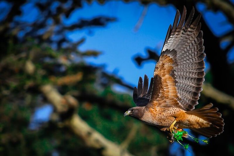 Billet Visite à pied de la faune du parc Golden Gate