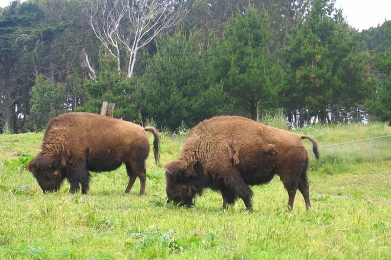 Billet Visite du parc du Golden Gate de San Francisco