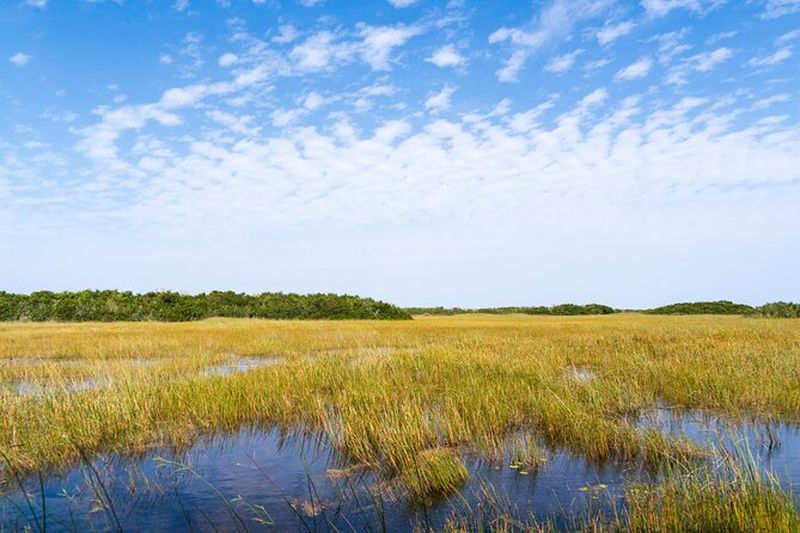 Billet Visite du parc national des Everglades en voiture privée