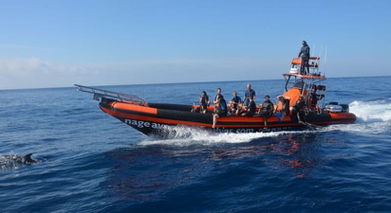 Demi-journée de nage à proximité des animaux marins et observation des dauphins à Cannes