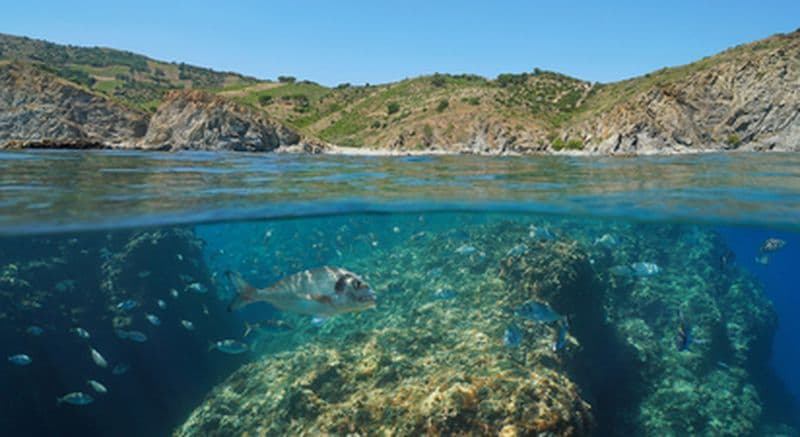 Journée snorkeling et baptême de plongée près de Perpignan