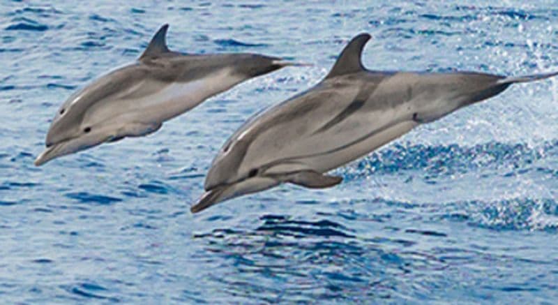 Sortie d'observation en bateau des Dauphins et Baleines à Cannes